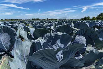 Vegetable cultivation, field with red cabbage, red cabbage, near Krefeld, North Rhine-Westphalia,