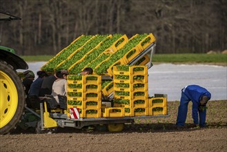 Vegetable cultivation, celery plants are planted in the field with a planting machine,