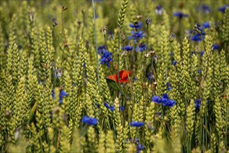 Cereal field, wheat, soft wheat, ears of wheat, wildflowers, field flowers