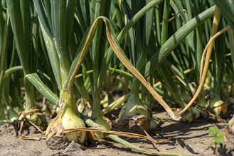 Agriculture, field with onions, Niederkrüchten, North Rhine-Westphalia, Germany, Europe