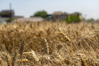 Agriculture, grain harvest, wheat, combine harvester harvesting in a wheat field, near