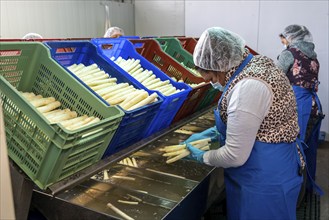 Asparagus farm, white asparagus is washed, cut and sorted by quality after harvesting, near