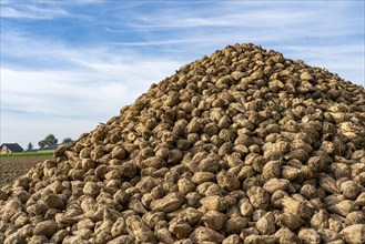 Agriculture, sugar beets are stacked at the edge of the field after harvesting, beet pile,