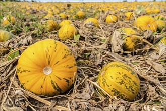 Field with Styrian oil pumpkins, partly dried up due to the drought in summer 2020, on the Lower