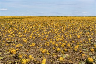 Field with Styrian oil pumpkins, partly dried up due to the drought in summer 2020, on the Lower