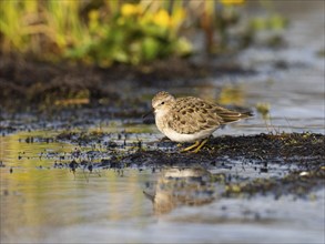 Temminck's Stint (Calidris temminckii), at edge of stream, Finnmark, Norway, Europe