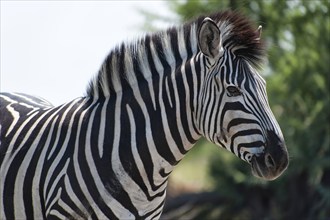 Plains zebra (Equus quagga), wild, free living, safari, ungulate, animal, black and white, stripes,