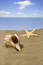 Shell and starfish on the beach, North Sea coast, Federal Republic of Germany