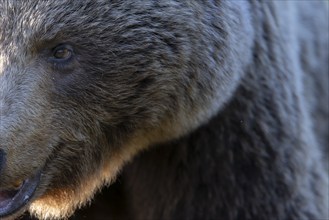 European brown bear, Karelia, Finland, Europe