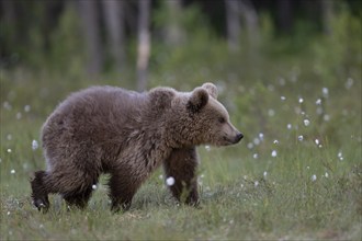 European brown bear, Karelia, Finland, Europe