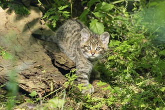 A striped kitten in the forest, looking curiously, wildcat (Felis silvestris), kittens, Germany,