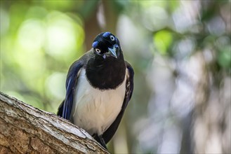 Black chested jay (Cyanocorax affinis), Aviario Nacional de Colombia, Via Baru, Province of