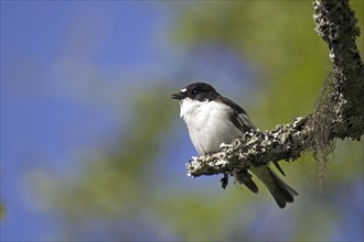 Pied Flycatcher, (Ficedula hypoleuca), male on perch, Sweden, Europe