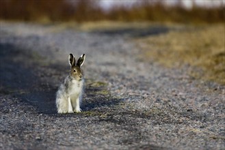 Mountain hare, (Lepus timidus), male hare in search of a female hare, Nikkaluokta, Lapland, Sweden,