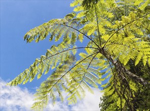 Giant green fern leaves in the jungle. Malaysia