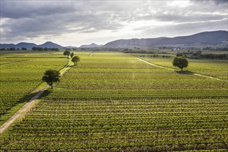 Aerial view of vineyards in the southern wine route, Nußdorf, 24 05 2023