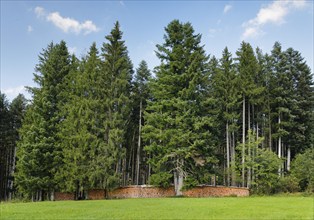 Wood Scheiterbeige at the edge of pine forest, Switzerland, Europe