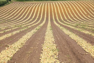 Lines of onions harvested from field, Wantisden, Suffolk, England, UK