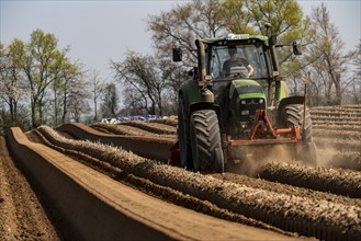 A farmer builds asparagus ridges on a field with the help of an asparagus tiller, in which the