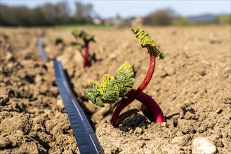 Rhubarb young plant, just planted in a field, hose for artificial irrigation