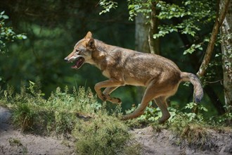 Gray wolf (Canis lupus), jumping in the forest, on a sandy hill, surrounded by green leaves and