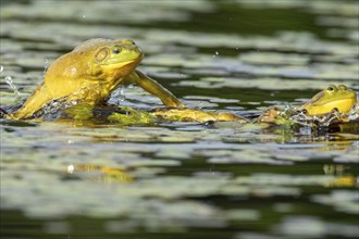 Bull frogs Lithobates catesbeianus. Male bull frog jumping on another male for a territorial fight