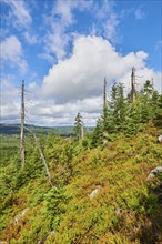 Vegetation with Norway spruce (Picea abies) and colored European blueberry (Vaccinium myrtillus) on