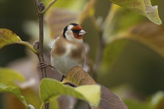 European goldfinch (Carduelis carduelis) adult bird amongst autumnal leaves of a garden Magnolia