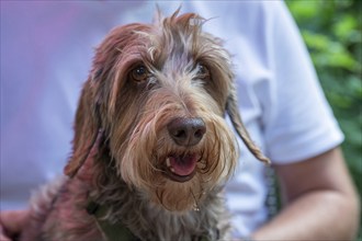 Dog, breed Wire-haired Dachshund, Bavaria, Germany, Europe