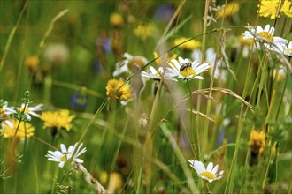 Flowering marguerites (Leucanthemum) with western honey bee (Apis mellifera), colourful flowers,