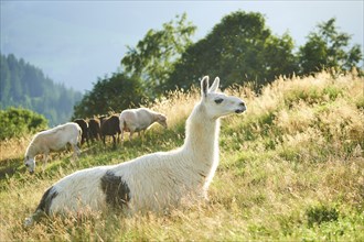 Llama (Lama glama) with domestic sheeps (Ovis aries) in the background lying on a meadow in the