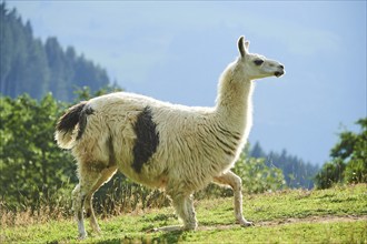 Llama (Lama glama) standing on a meadow in the mountains in tirol, Kitzbühel, Wildpark Aurach,