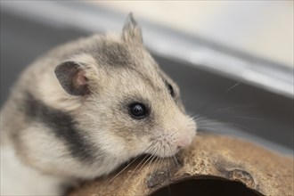 Hamster (Cricetinae spp.) pet animal head portrait, England, United Kingdom, Europe