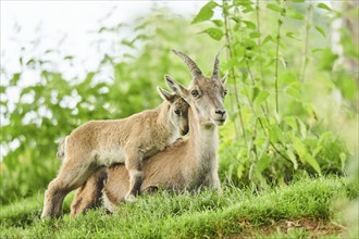 Alpine ibex (Capra ibex) youngster klimbing on their mother, playing, wildlife Park Aurach near