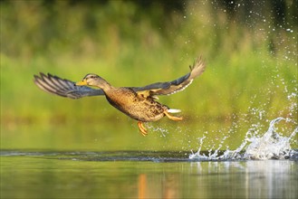 Mallard (Anas platyrhynchos) in flight, female, Aviemore, Scotland, Great Britain