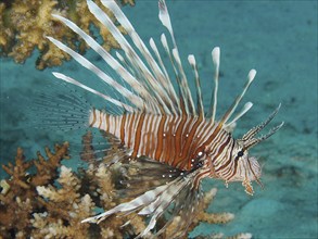 Pacific red lionfish (Pterois volitans), dive site House Reef, Mangrove Bay, El Quesir, Red Sea,