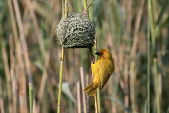 Eastern golden weaver (Ploceus subaureus), adult, male, at nest, Saint Lucia Estuary, Isimangaliso