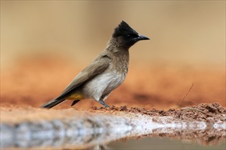 Grey bulbul (Pycnonotus barbatus), adult, at the water, Kruger National Park, Kruger National Park,