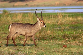 Ellipsen waterbuck (Kobus ellipsiprymnus), adult, male, foraging, vigilant, Kruger National Park,