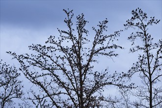 Starlings gather in treetops at dusk, Switzerland, Europe