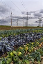 Wind farm, power line, high-voltage pylons, agriculture, fields, fields, east of Bad Wünnenberg,