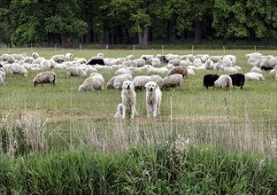 Two herding dogs protect a flock of sheep, Mönchwinkel, 16 05 2023