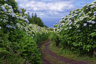 A natural path leads through a tunnel of flowering hydrangea bushes (Hydrangea), Caldeira das Sete