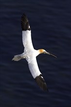 Northern gannet, Northern gannet (Sula bassana), flight photo, looking for nesting material, nest