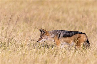 Africa, Botswana, black-backed jackal, Canis mesomelis, Botswana, Botswana, Africa