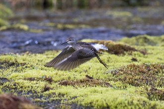 Wood Sandpiper (Tringa glareola), taking off in flight over a river, photographed under midnight