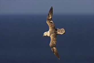 Fulmar, (Fulmarus glacialis), Heligoland, island of Heligoland, Schleswig-Holstein, Federal