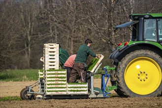 Agriculture, herb gardening, parsley is planted in rows in a field with a planting machine