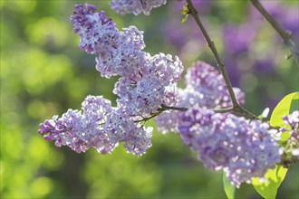 Blooming lilac in the botanical garden in spring