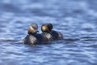 Black necked grebe (Podiceps nigricollis) two adult birds in breeding plumage on a lake, Yorkshire,